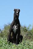 GREYHOUND 087